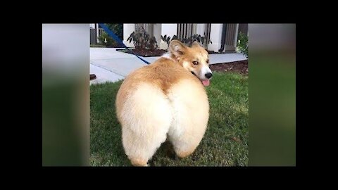 Funny animals have no solution