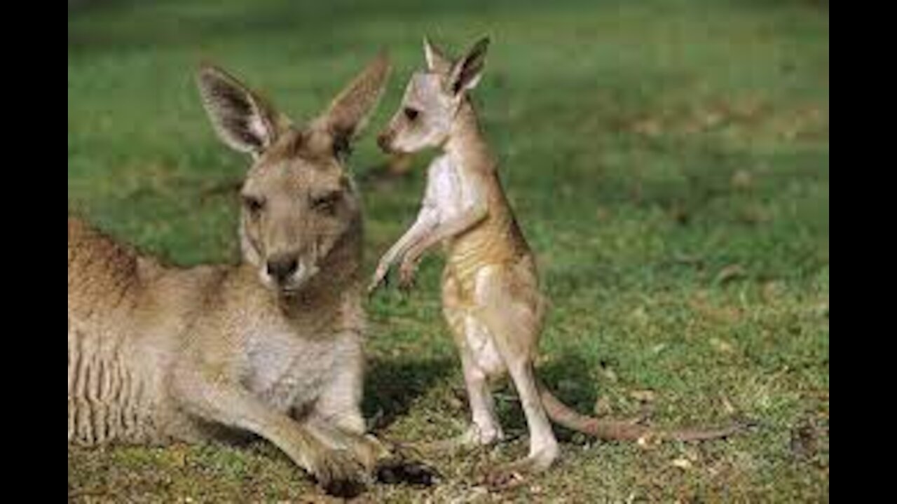 Watch The Close view of a Kangaroo And it`s Cute Baby