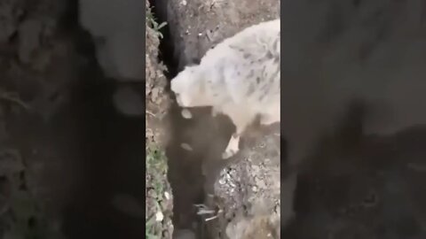 This man done great job to help escape this animal between rock's | #Shorts #Animals #Pet