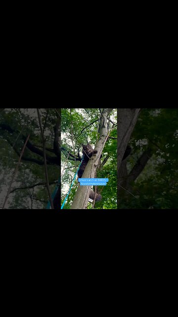 Adorable Cat's Climb: Chasing a Bird up a Tall Tree! #cats#catlife#catvlog