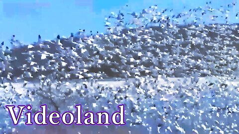 Panorama of Snow Geese