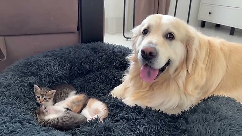 Golden Retriever Reacts to Tiny Kittens in his Bed