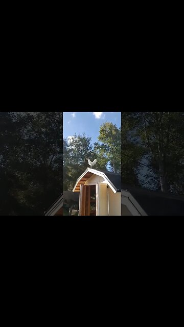 Rooster #homesteading #chickens #ameraucana