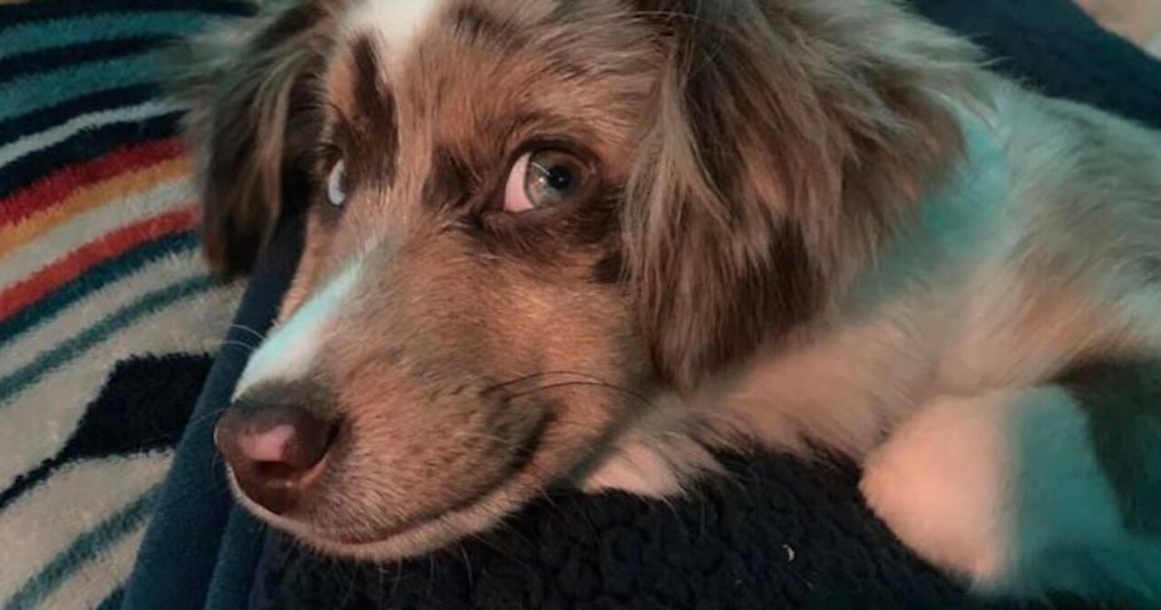 💥There is nothing better than smiling 😃 dogs cute dog smile | CutestOverloaded |