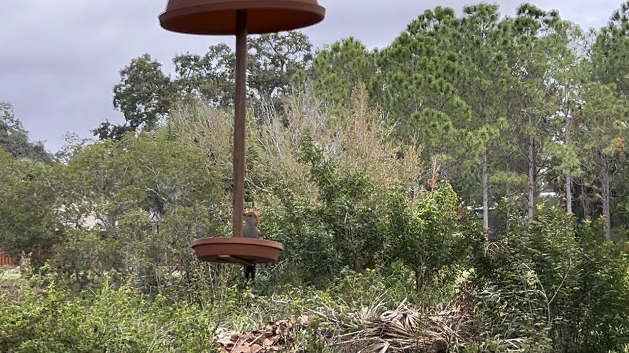 Home made bird feeder December 27 2023