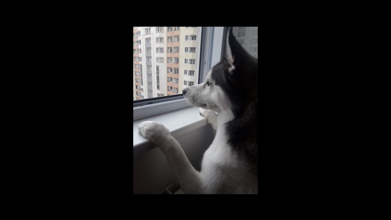 complaining husky