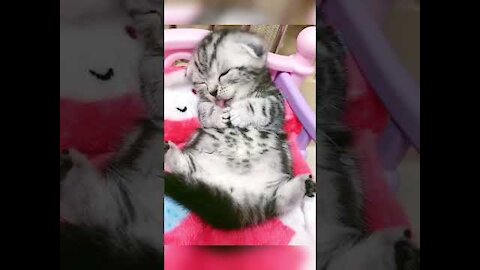 CUTE CAT!! funny animal videos try not to laugh - Cutest Animals 🤓 Cute baby animals