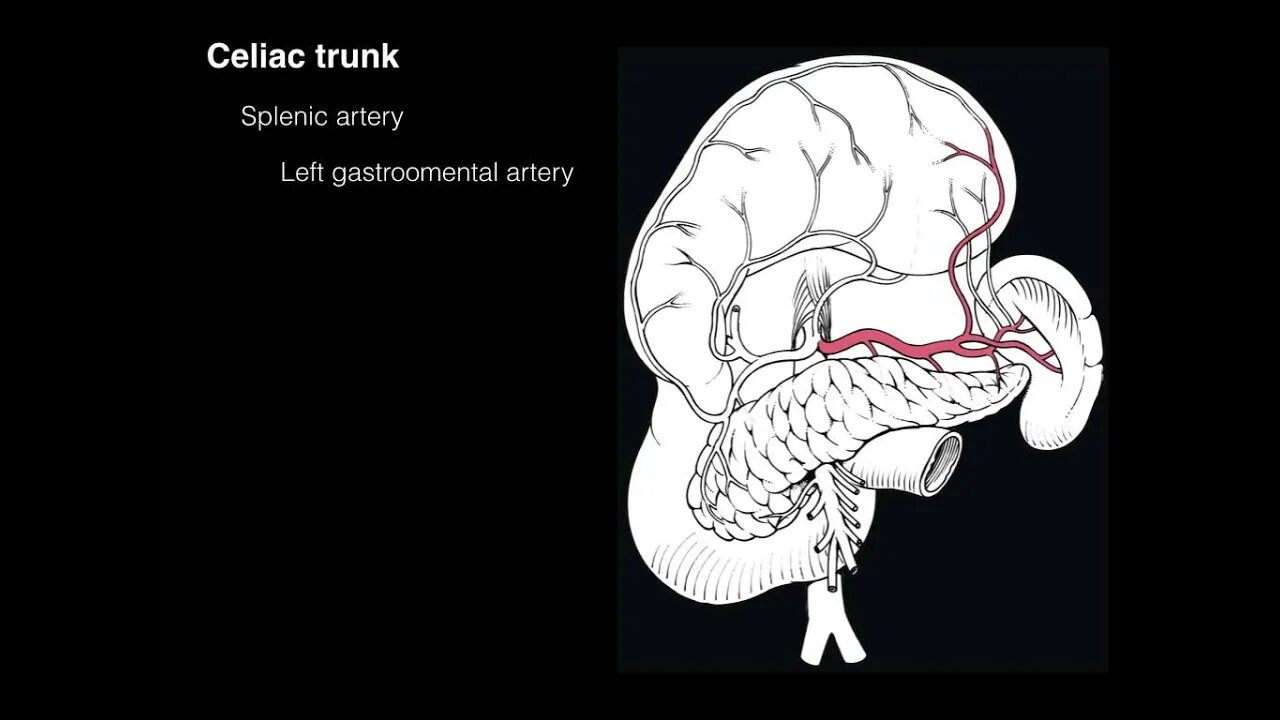 Celiac trunk