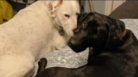 Cães com muita energia quase destroem celular