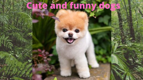 Cute and funny dogs