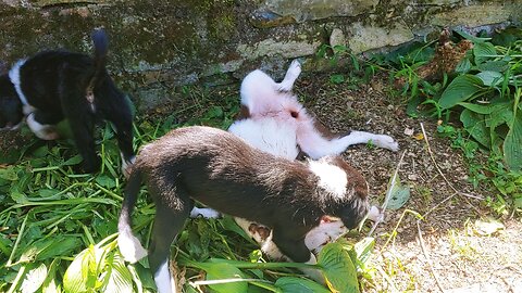 Tiny wrestles many puppies