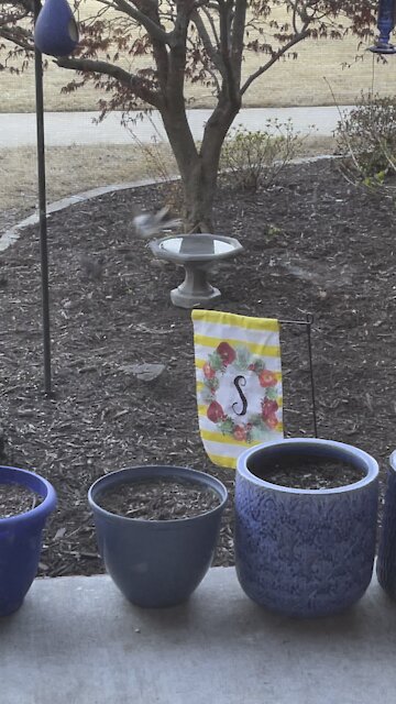 Mockingbird vs Robin duel