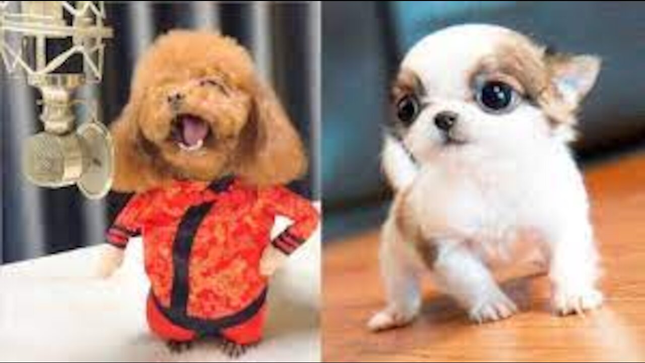 Cute Puppies Cute Funny and Smart Dogs Compilation :D