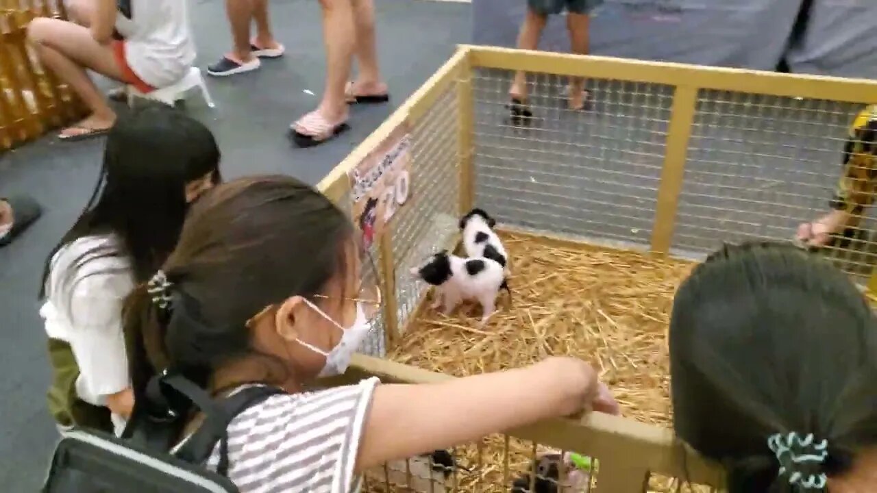 Terminal 21 Mall petting zoo, Pattaya, Thailand