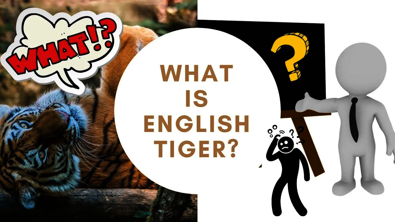What is English Tiger