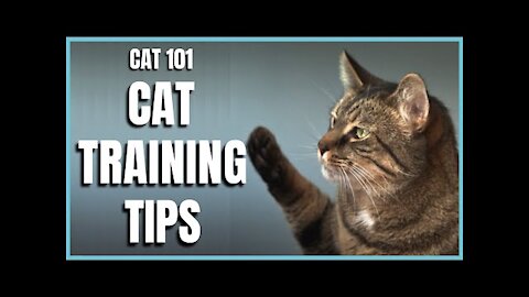 Cats 101 - Basic Cat Training Tips