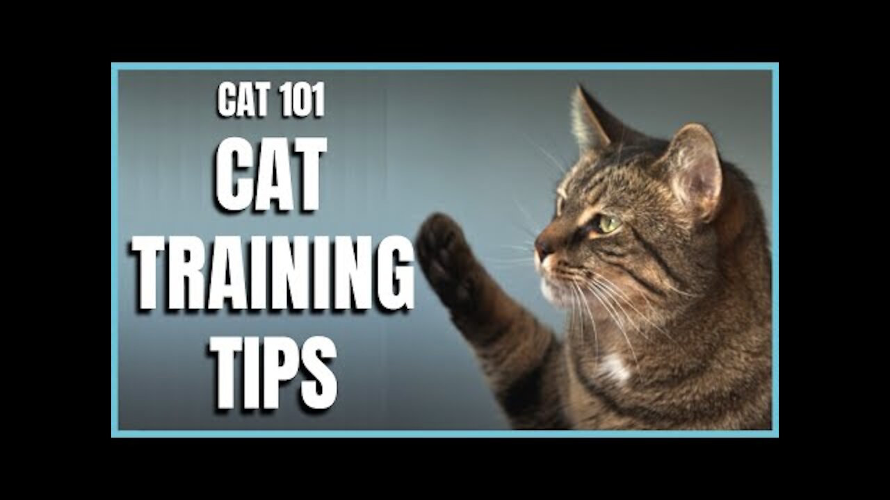 Cats 101 - Basic Cat Training Tips