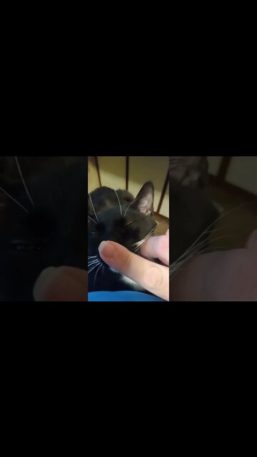 three times booping kitty #shorts #shortsvideo #shortsfeed #catvideos