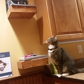 Curious Cat Fails To Climb Kitchen Cabinets