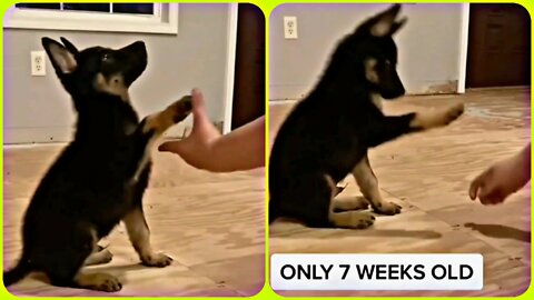 ONLY 7 WEEKS OLD CUTE PUPPY | Dog Baby Training Academy