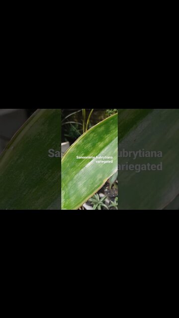 snakeplants Aubrytiana#shorts
