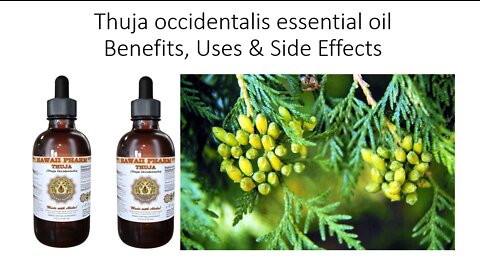 Thuja occidentalis - Tree of Life - Herbal Medicine Benefits