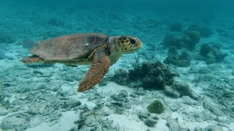 Sea Turtle