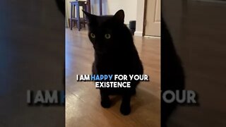 Send to a friend💗 #cat #blackcat #motivation #leonthecatdad #relationship #positivity