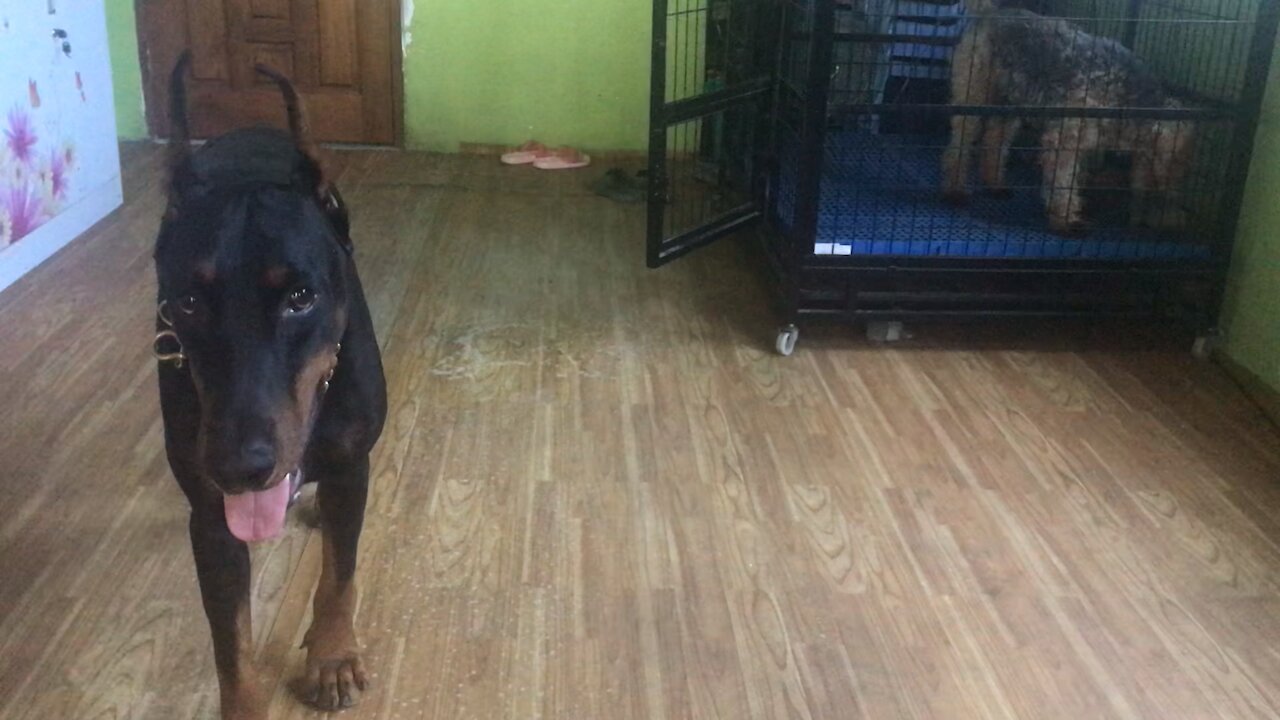 PingAn the Doberman Protects Oscar the POTUS dog