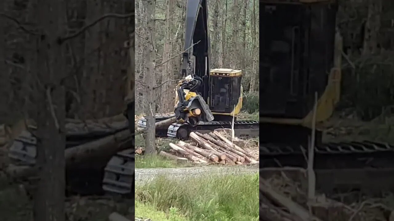 Feller buncher harvester cuts down trees Scotland