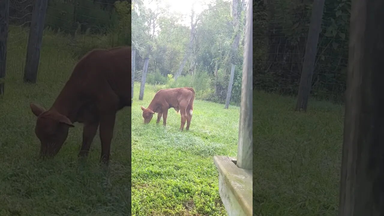 Babysitting my neighbor's calf 🤠