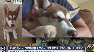 Puppy stolen from Phoenix backyard