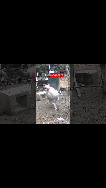 Farm surveillance. Stunning roosters