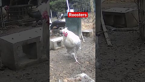 Farm surveillance. Stunning roosters