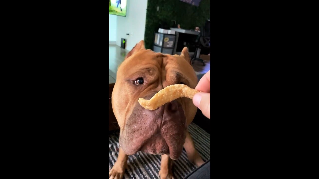 GIANT Pit Bull - loves some pork rinds 🦁😋🐖