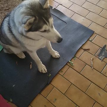 Vocal husky performs tricks in typical husky fashion