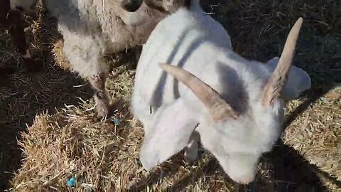 Ancient Guardians Farm Tibetan Mastiff Amadeus with the young goats