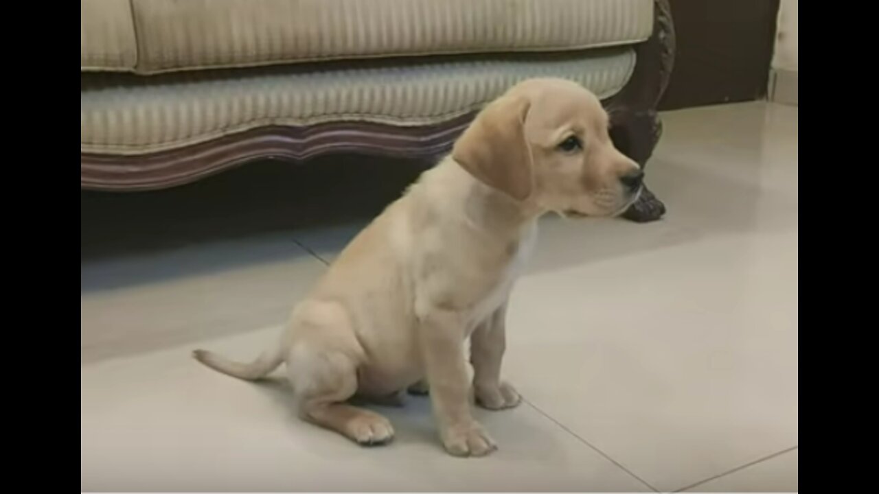 How to Train a Puppy or Dog to Patiently Wait for Food