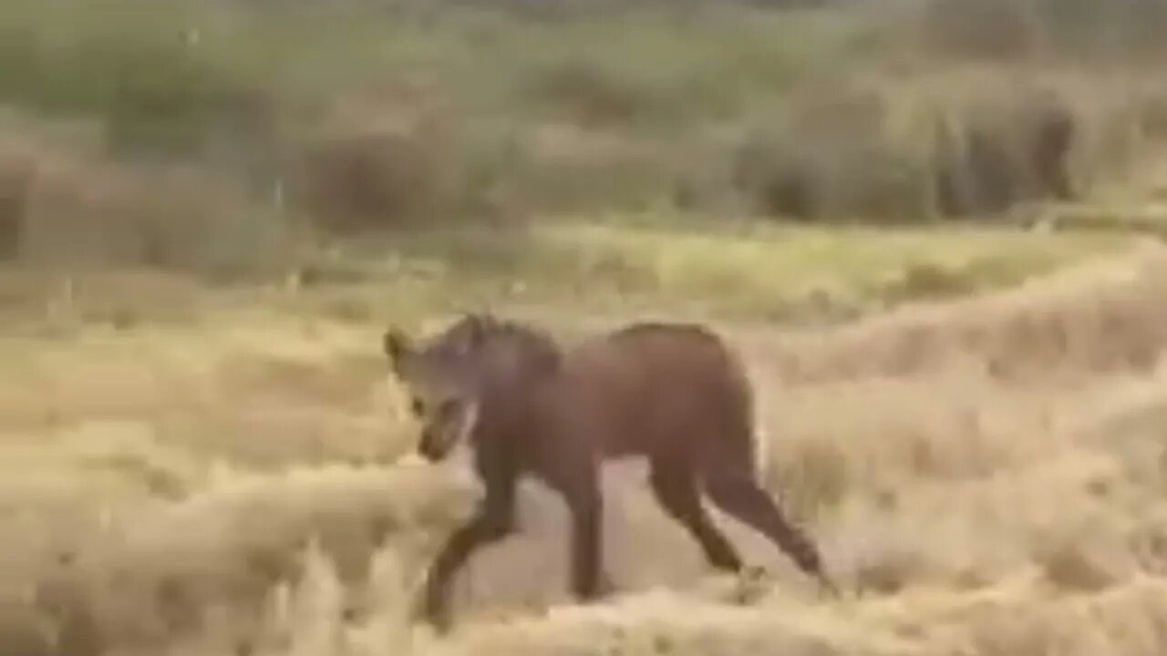 Aguará Guazú (Uruguay)