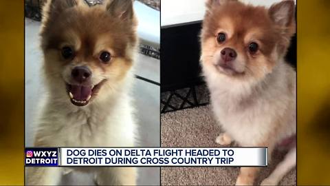 Dog dies on delta flight that made stop in Detroit