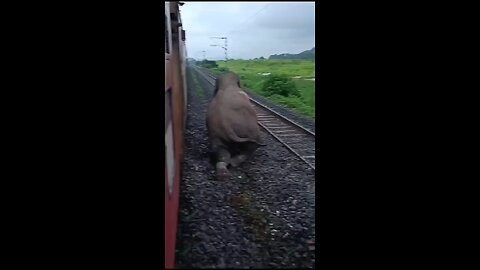 elephant train accident