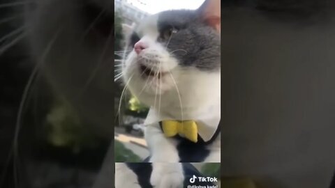 Cat talking in funny way 😁