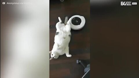 Un chat fan des massages de son Roomba!