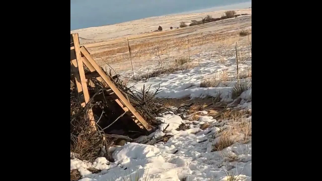 Colorado Pheasant Hunt in the Snow 23is1