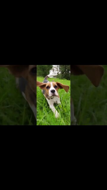 We all Want the best health possible for our pets right Our dogs cats animals fur babies our loves.