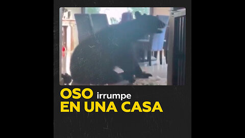 Oso negro asalta un hogar en México