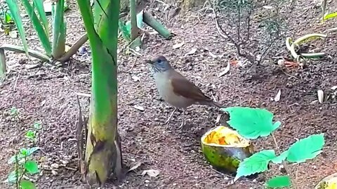 Sabiá barranco em busca de comida, Sabiá pardo, ave passeriforme, Turdus leucomelas