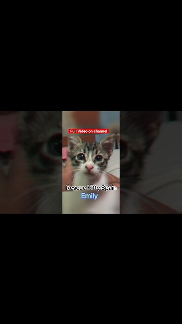 Emily, The Rescue Kitten