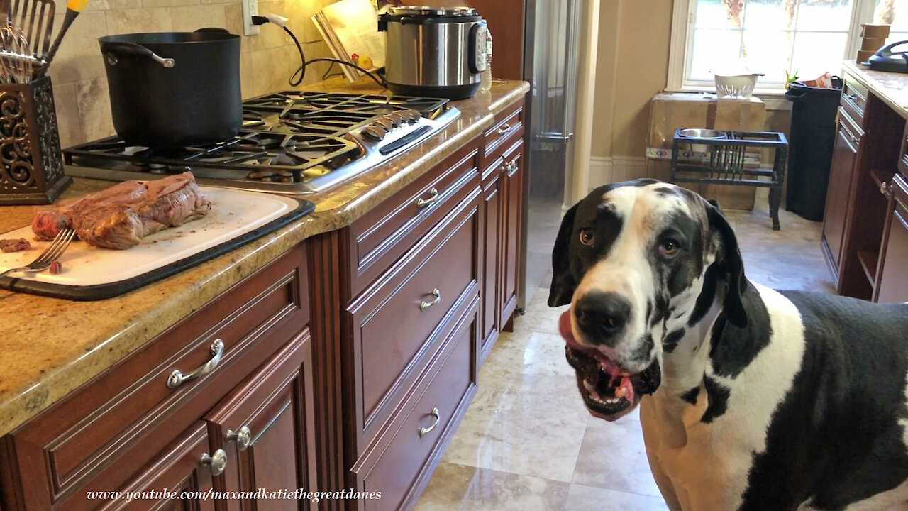 Polite Great Dane licks his lips looking at pot roast