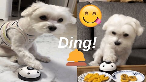 Puppy ringing the bell for food 🤣